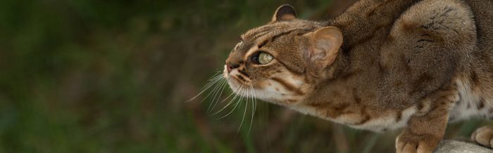 Rusty-Spotted Cat