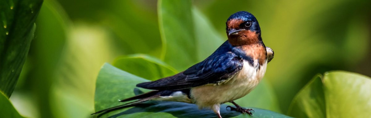 Barn swallow - Wikipedia