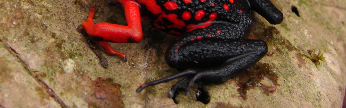 Silverstone's Poison Frog