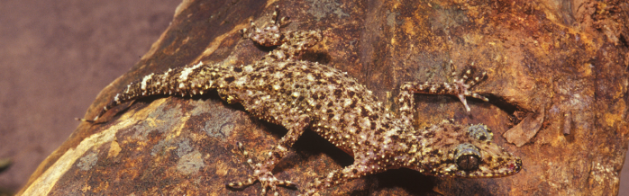 Gulbaru Leaf-Tailed Gecko